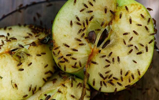 "Бабусин" засіб від плодових мушок. Вам потрібен лише один продукт