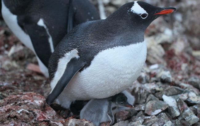 Маленькі пінгвінята з'явилися біля станції "Академік Вернадський": дивіться, як виглядає "бебі-бум" на фото