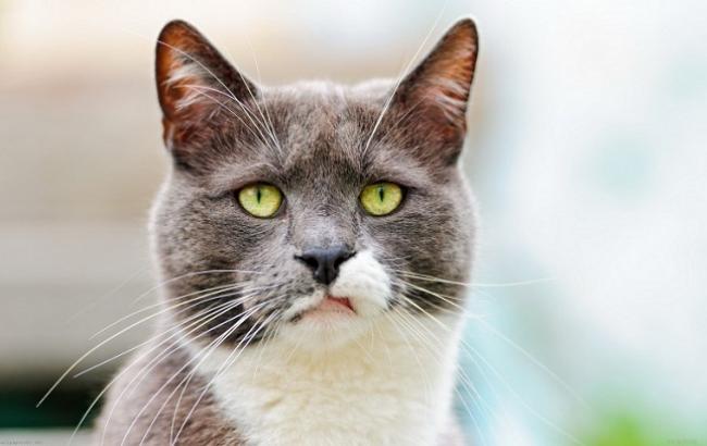 Вчені виявили в крові домашніх кішок небезпечні хімікати