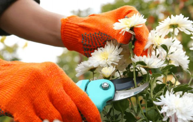Как сохранить хризантемы зимой в саду: советы садоводов