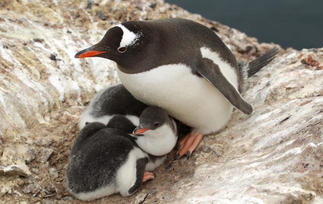 Полярники зняли на відео маленьких пінгвінів: дивіться, як пернатий батько годує дітлахів