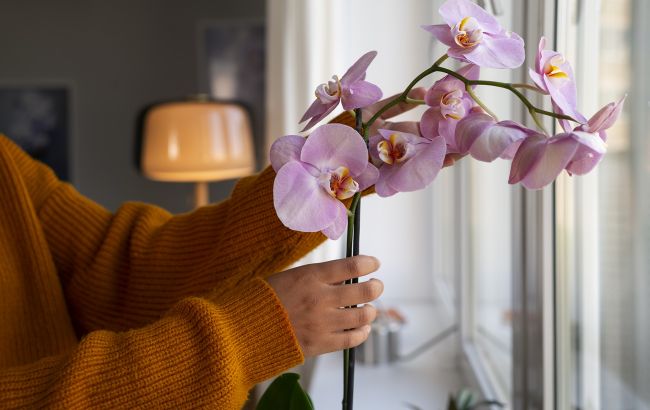 Орхидея будет цвести, будто бешеная, если полить ее водой с этим секретным ингредиентом