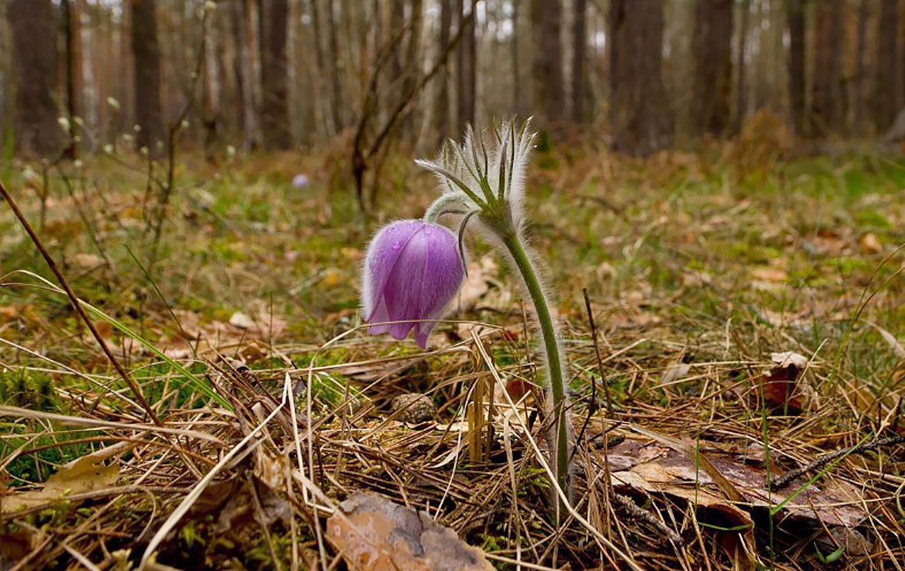 Відганяє нечисту силу: у зоні ЧАЕС зафіксували появу рідкісної квітки з легенд