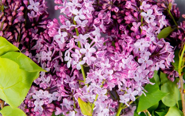 Можно ли ломать сирень без ножниц (иллюстрация: freepik.com)