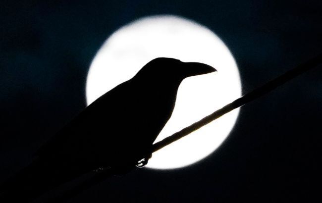 Последнее Новолуние 2024 года станет началом счастливой главы в жизни 3 знаков Зодиака