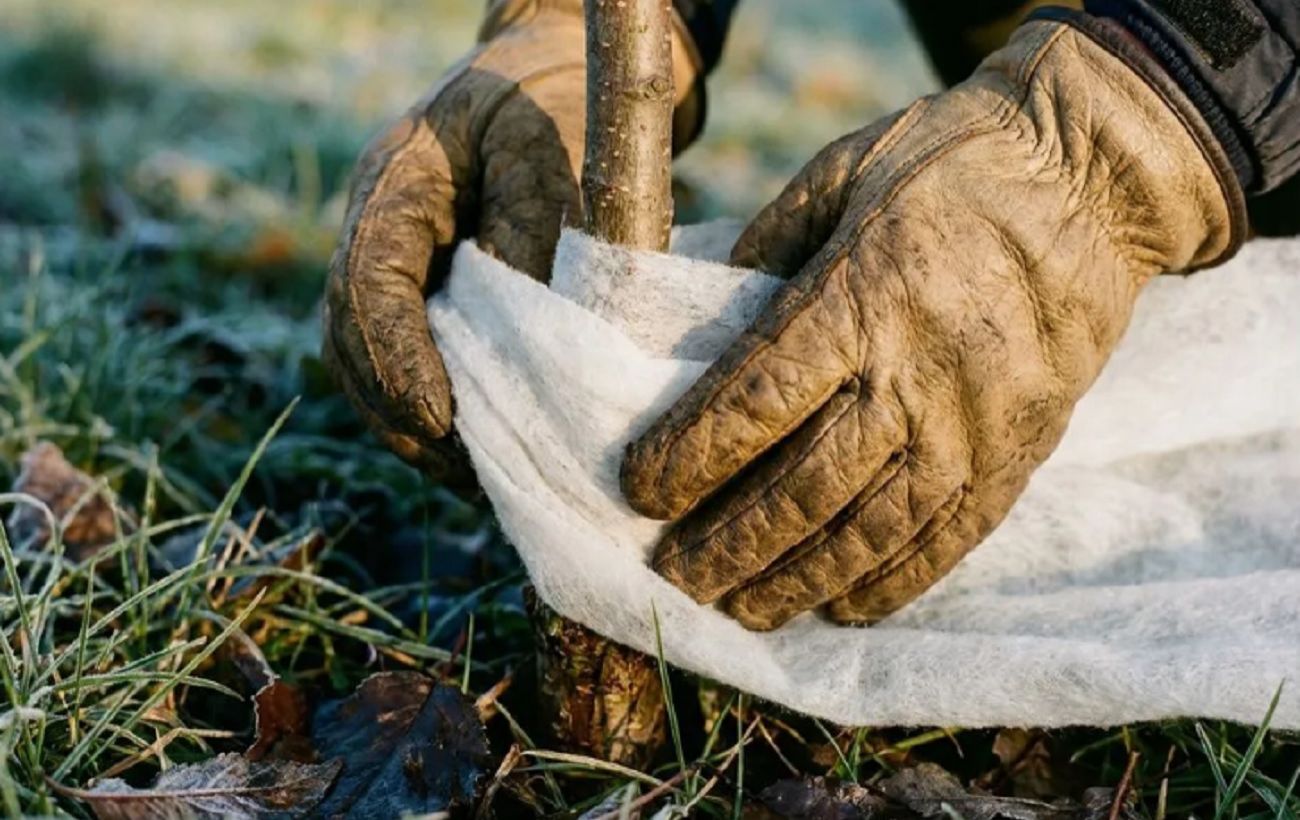 Як не втратити молодий сад через морози: прості дії, що врятують вашу працю