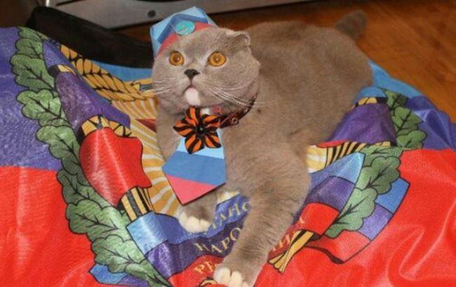 Британське BBC підтримало конкурс котів у "ЛНР"