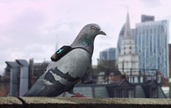Лондонские голуби патрулируют небо и постят в Twitter