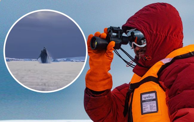 Увидеть это - везение: полярники показали удивительное зрелище китов (видео)