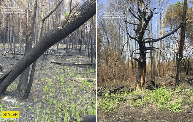 Чорнобильська зона оживає після великої пожежі: з'явилися яскраві фото