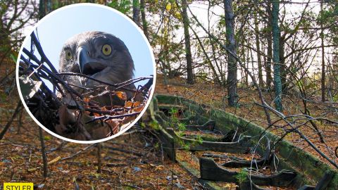В Чернобыле показали редкостную птицу, которая проглатывает змею целиком