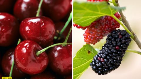 Модний суперфуд: Супрун розповіла про користь літніх ягід