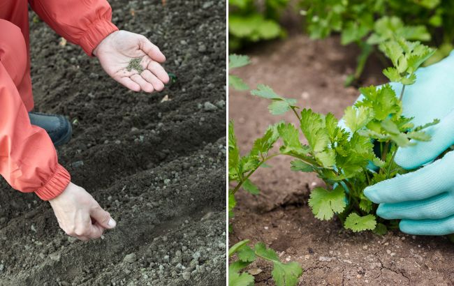 Секрети посіву петрушки під зиму: строки, поради та типові помилки городників