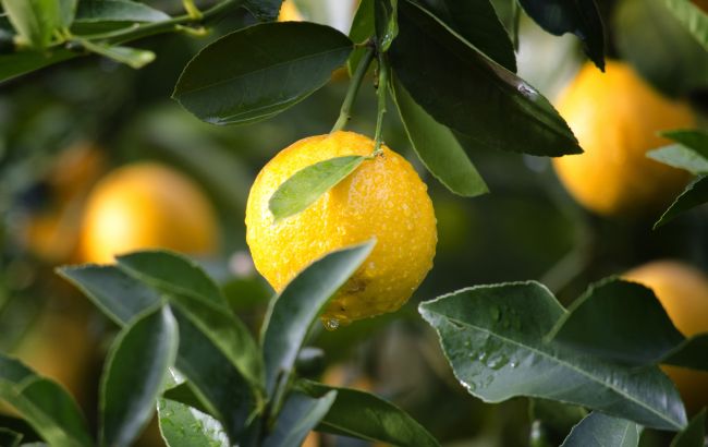 Під Запоріжжям фермери вирощують гігантські лимони (фото)