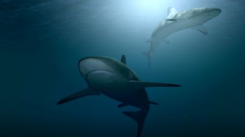 Как выглядела доисторическая акула, которая жила 300-400 миллионов лет назад (фото)