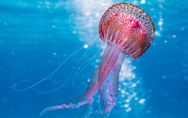 На узбережжі Бердянська помітили гігантського морського жителя: страшне фото