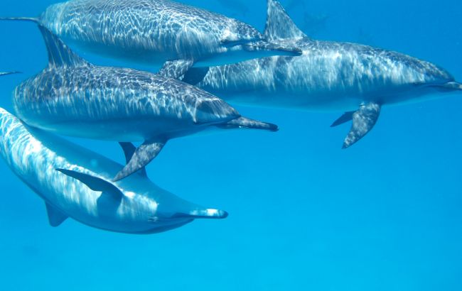 Добрые новости: спасатели помогли семье дельфинов выбраться из "ловушки"