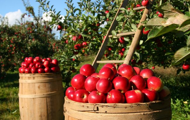 Як впливає вживання одного яблука в день на організм: вражаючі показники
