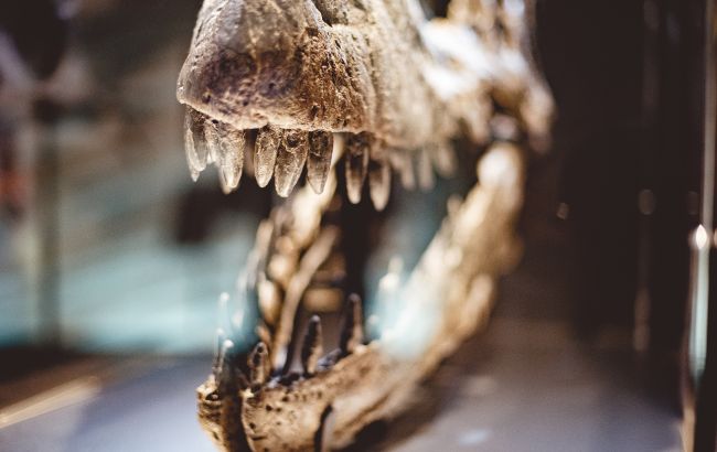 У Китаї розкопали рідкісного динозавра віком 70 мільйонів років