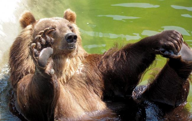 Хозяйка хищников: пожилая американка приручила диких медведей и тигра