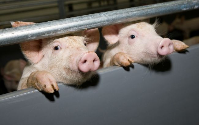 У Рівненській області зафіксували спалах африканської чуми свиней