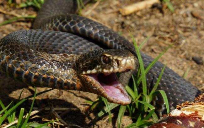 Ученые узнали, что змеи повлияли на развитие зрения людей