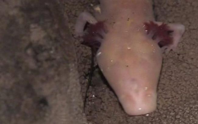 Существо без глаз: в Хорватии ученые нашли 30 новых видов животных