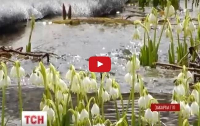 На Закарпатье подснежники пробились сквозь вулкан