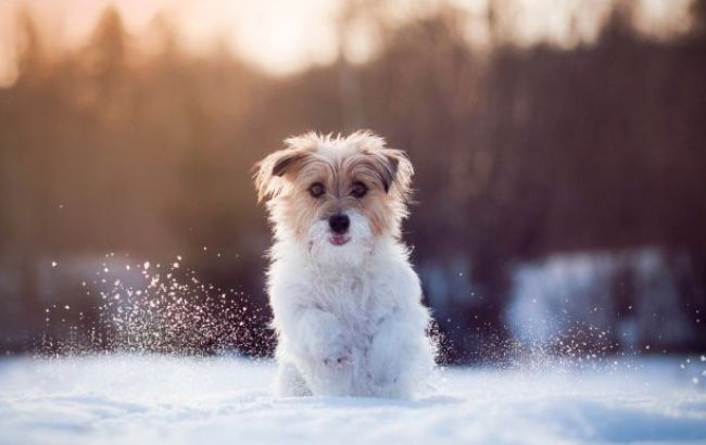 Погода на сегодня: по всей территории Украины снег, температура до +4