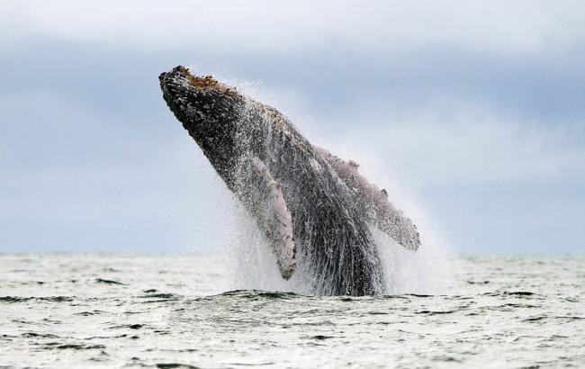 Біологи дізналися, чому кити вистрибують на поверхню з води