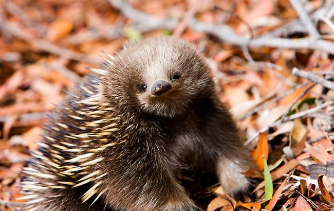Ученые утверждают, что утконос и ехидна помогут побороть диабет