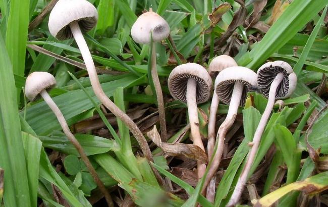 Неожиданное свойство: галлюциногенные грибы помогают больным раком