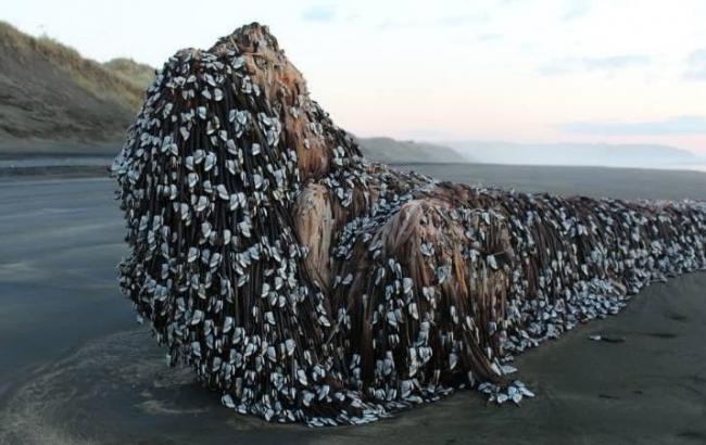 На берег Новой Зеландии выбросило неизвестный огромный объект