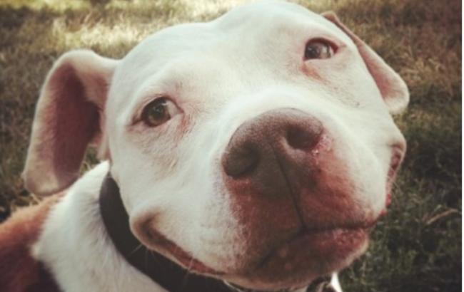 Собака-улыбака: пес из США стал звездой соцсети