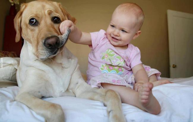 Лікарі повідомили про корисний вплив собак на розвиток дитини