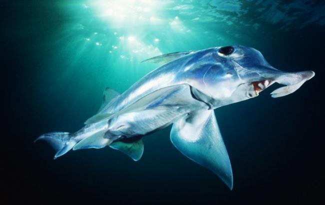 Ученые на видео засняли уникальную акулу-призрака