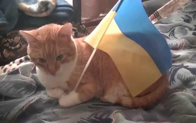 Україна увійшла в топ-10 країн, де обожнюють кішок