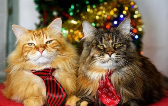 Рождественские коты возле елок покоряют соцсети