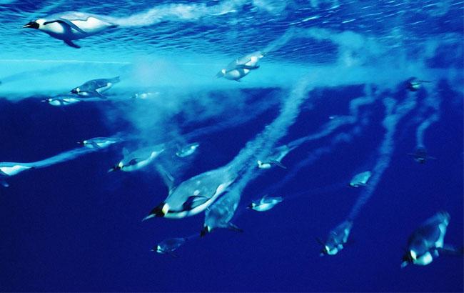 В сети опубликовали завораживающее видео со дна Антарктики