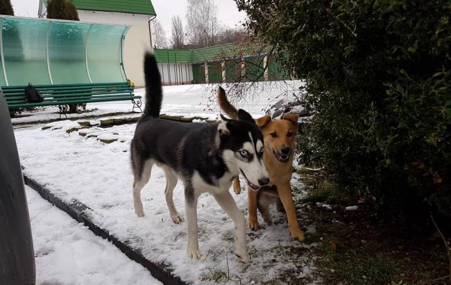 В Ровно полиция срочно ищет хозяев собаки-"зверюги"