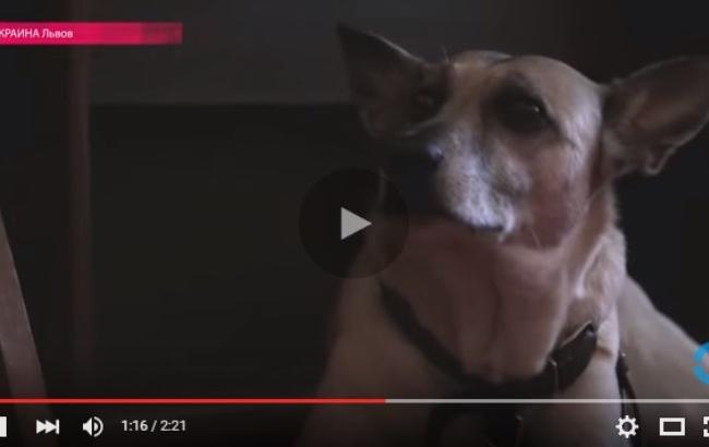 Львовская собака-путешественница покоряет горные вершины вместе с хозяином