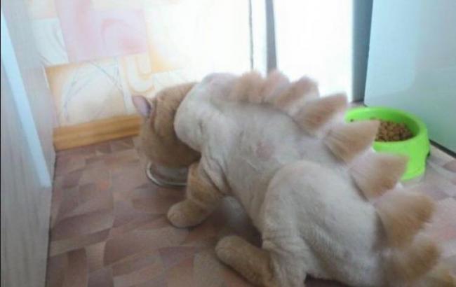 Москвичка Алиса Казанцева сбрила со своего кота все грехи