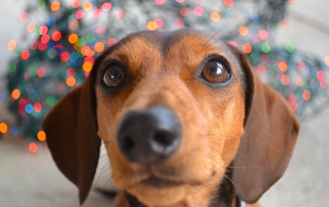 Маленькая собачка устроила себе "лежбище" на спине большого пса