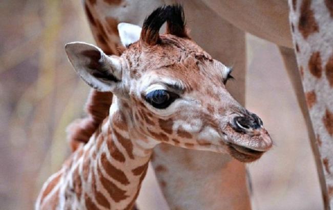 В британском зоопарке родился детеныш редкого зверя из Африки