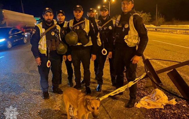 Одеські патрульні врятували собаку, якого збив мотоцикл: деталі героїчного вчинку