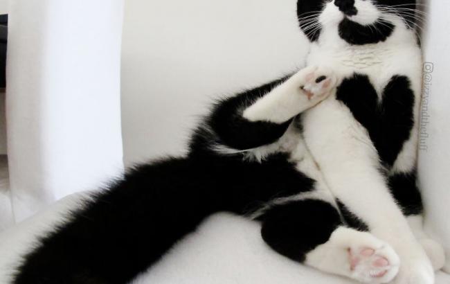 Кошечка Зоэ с сердцем на грудке стала звездой Instagram