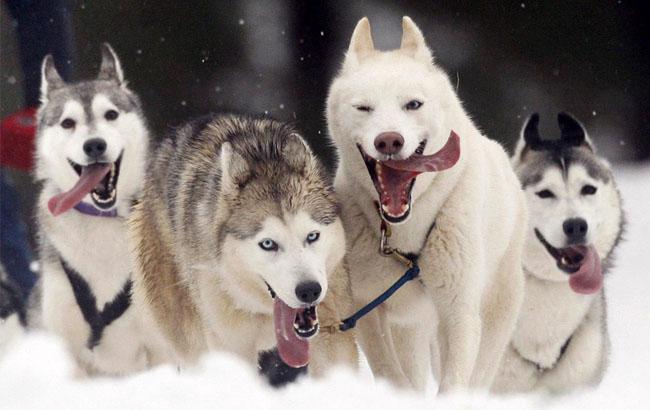 У Харкові влаштували екстремальні змагання для їздових собак