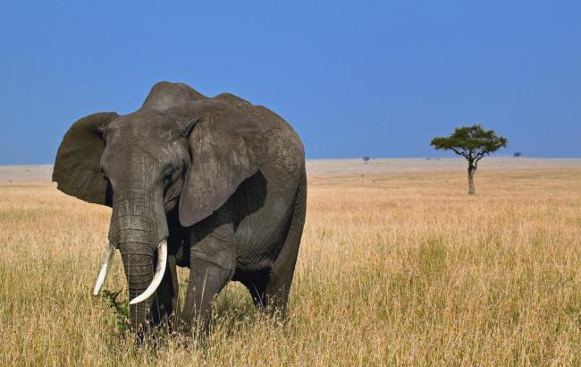 Зімбабве розплатилася з Китаєм за борги слонами