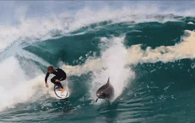 Человек и дельфин-серфер вместе покорили огромную волну