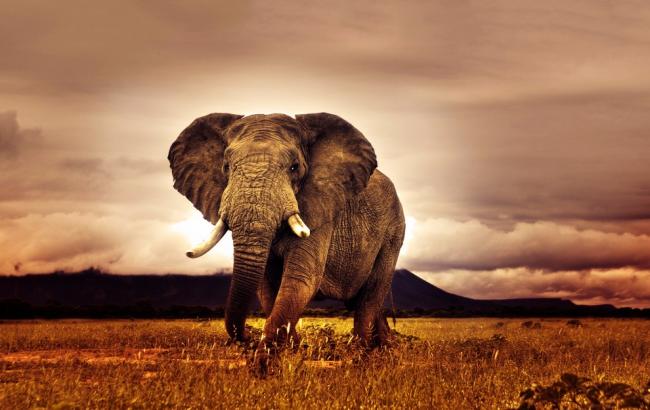 В Африці слон грав черепахою, як футбольним м'ячем